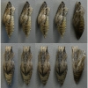 pap mach pupa11 volg1